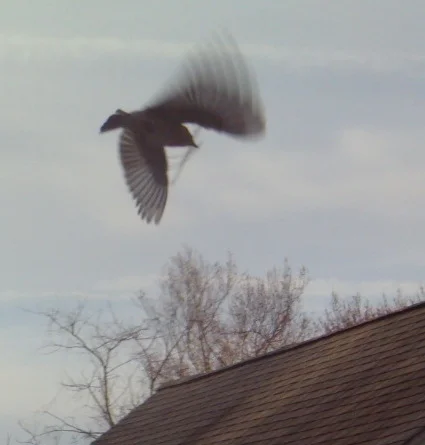 bird in flight.jpg
