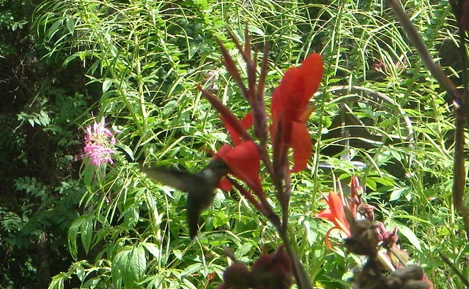 A hummingbird drinking from our Canna