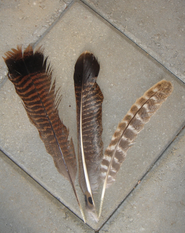 and some of the feathers they left behind!