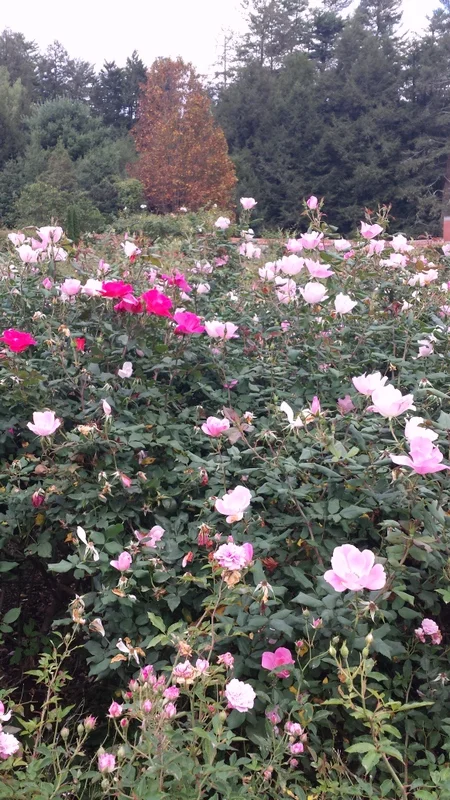 Fall blooming roses