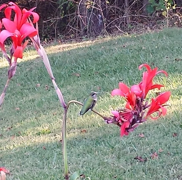 hummingbird.jpg