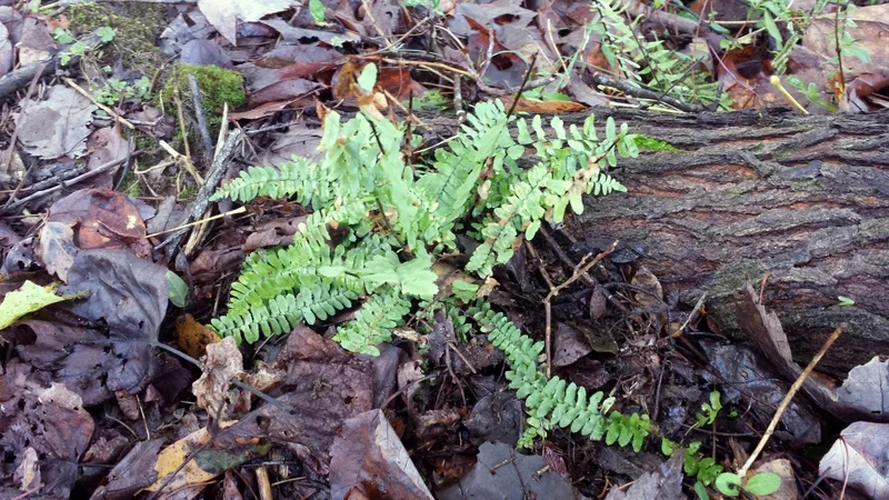 christmas fern.jpg