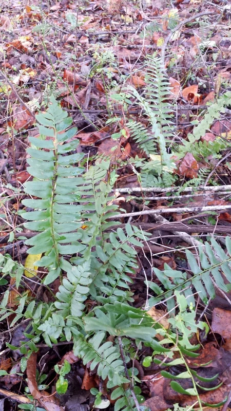 Christmas fern2.jpg