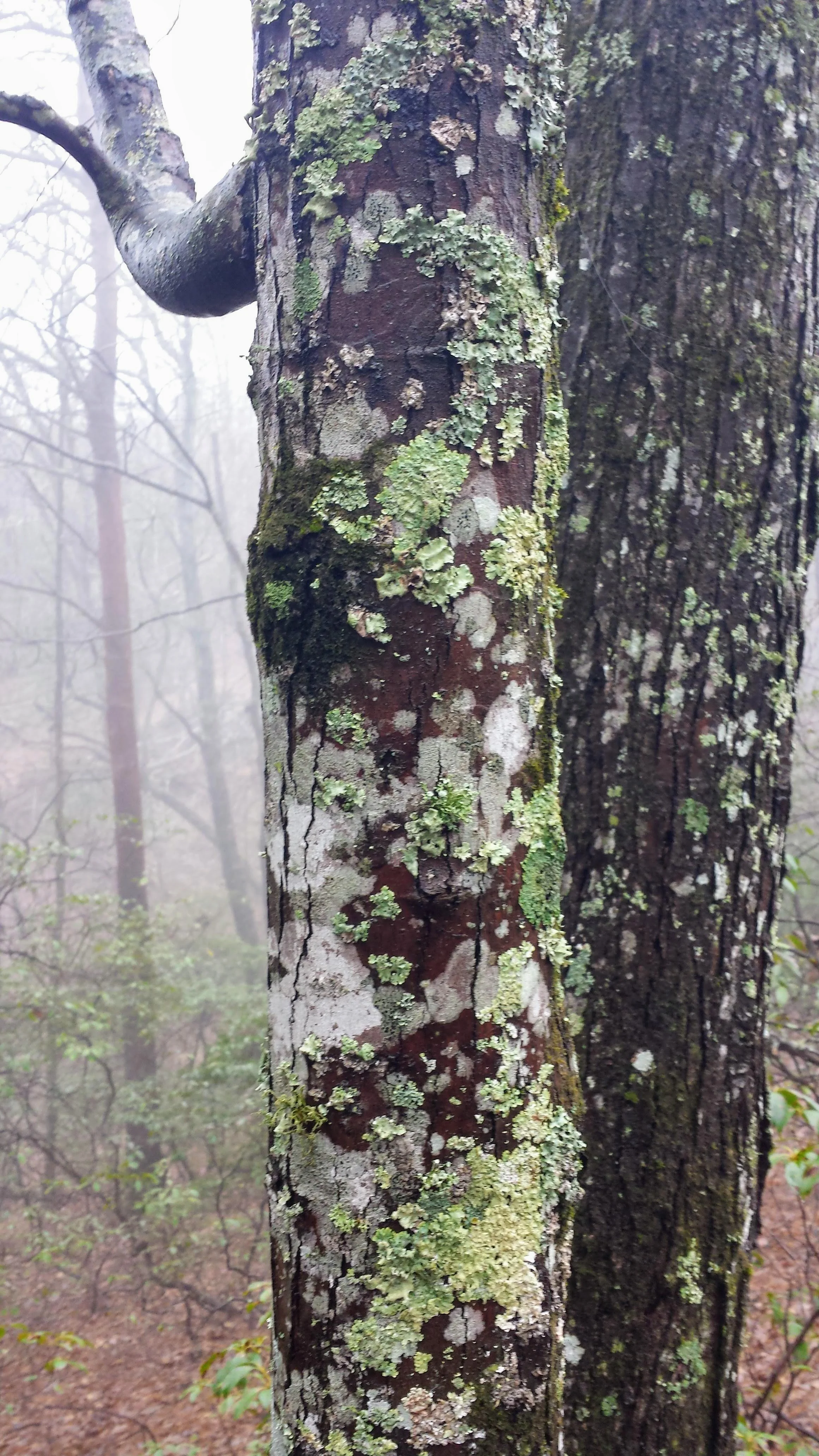 lichen.jpg