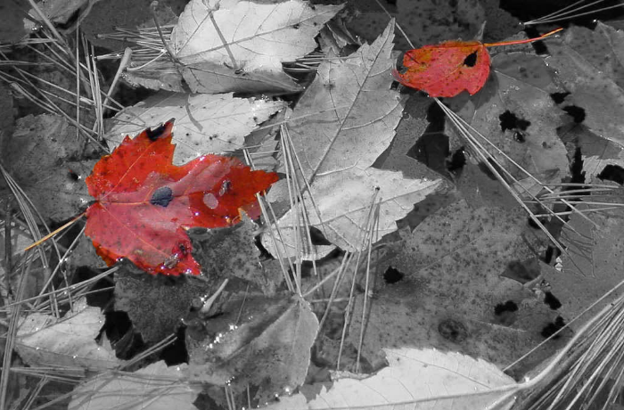 Spot of Color by Cara Maib, Photoshop
