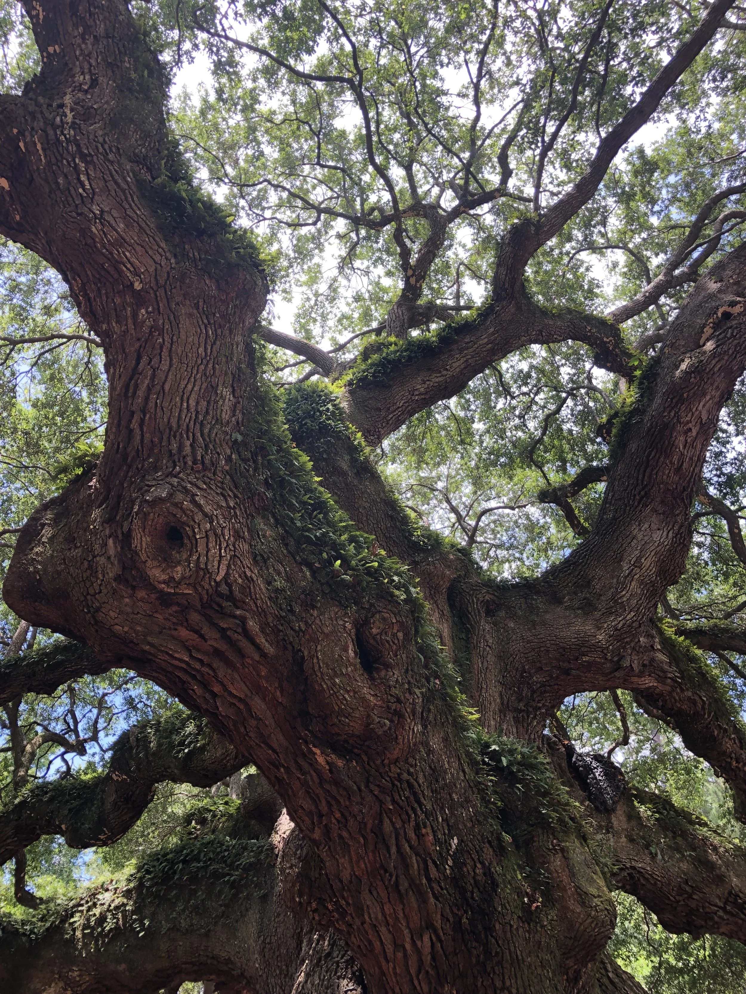 Charleston Travel Guide | Sophisticaited | Cait Fore