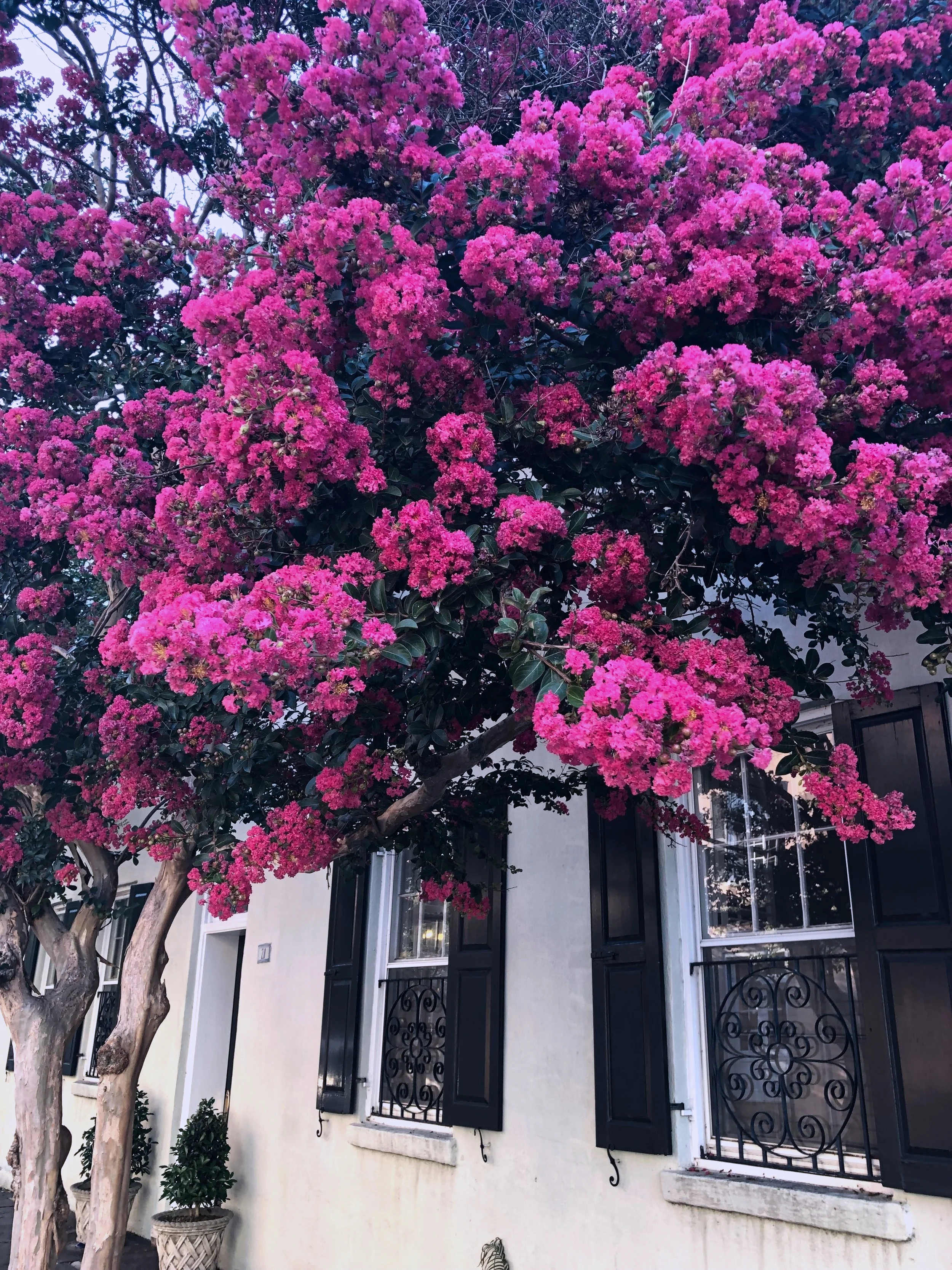 Charleston Travel Guide | Sophisticaited | Cait Fore