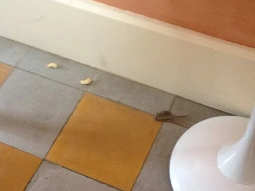 Les Souris 1.jpeg