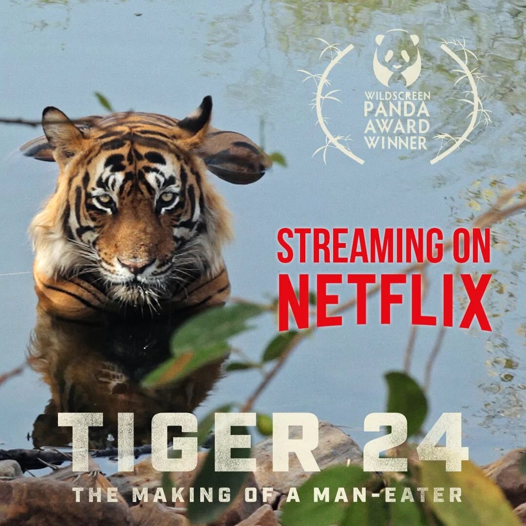 I am honored to have been a part of this passion project (as an associate producer and more) by my friend Warren. It is a documentary that started as the story of a tiger, but evolved into something greater. Check it out now on Netflix!