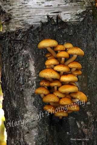 7 Mushroom Art site ready 4 x 6.png