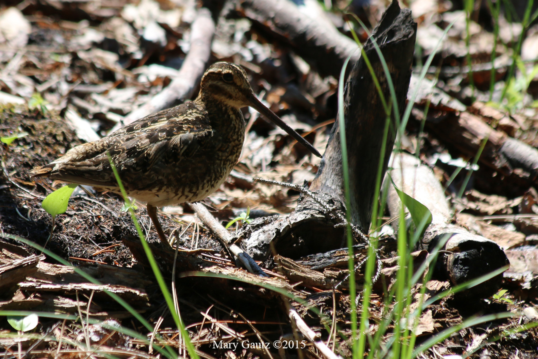 Wilson's Snipe