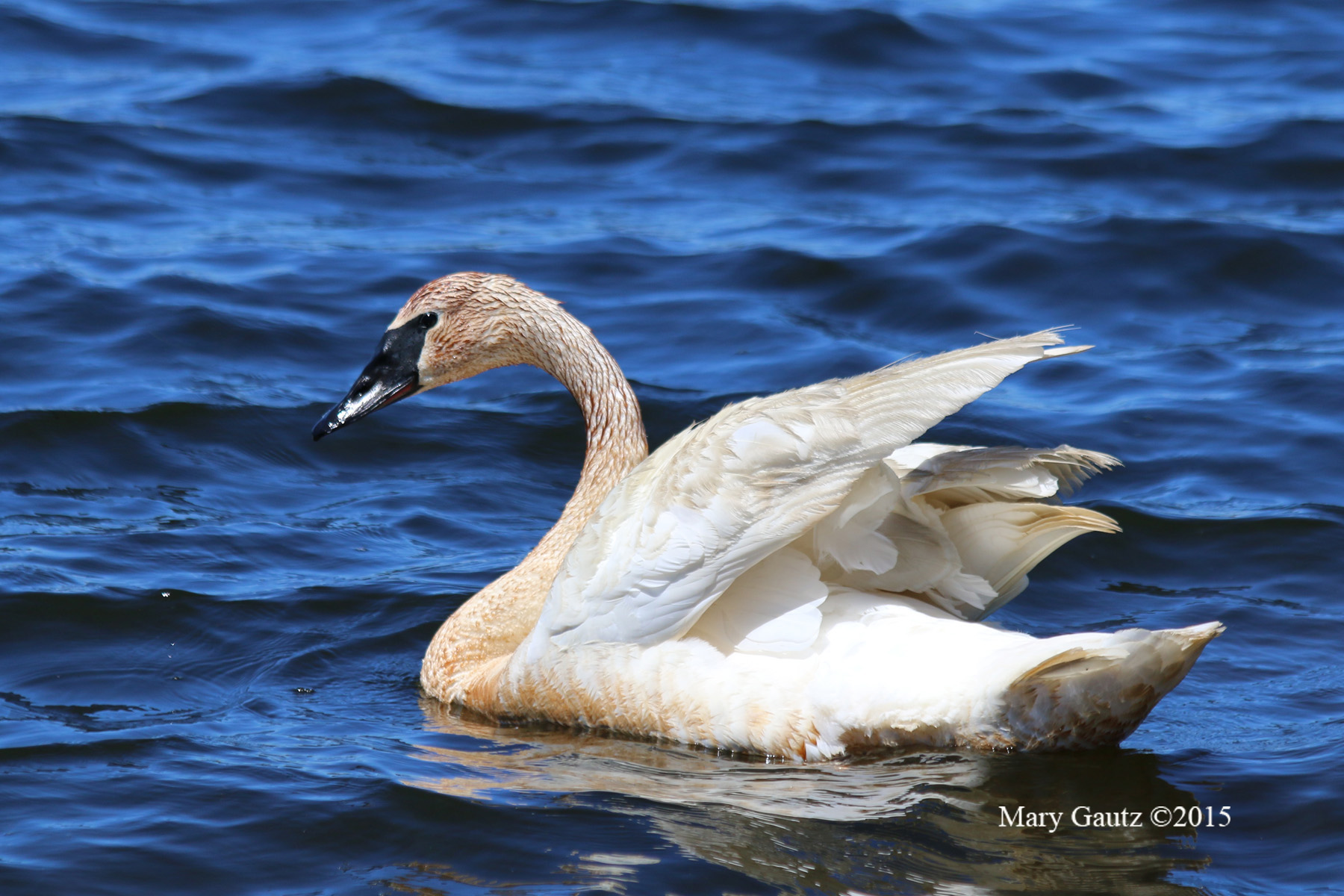 Seney Wildlife Refuge