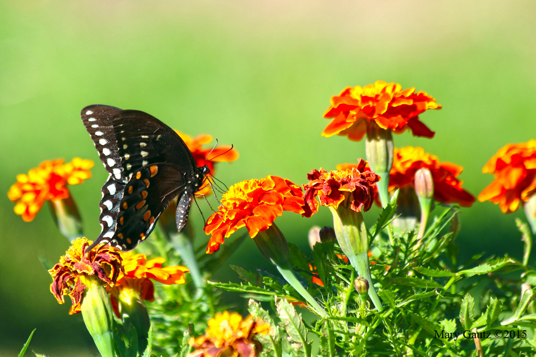 Black Swallowtail