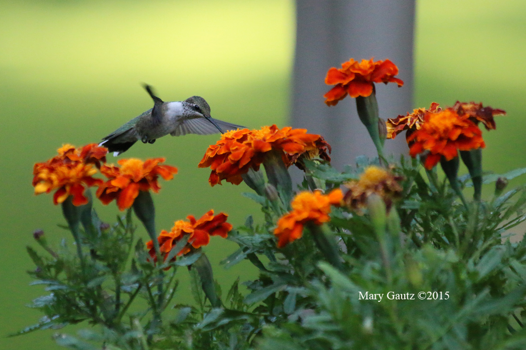 Humming bird