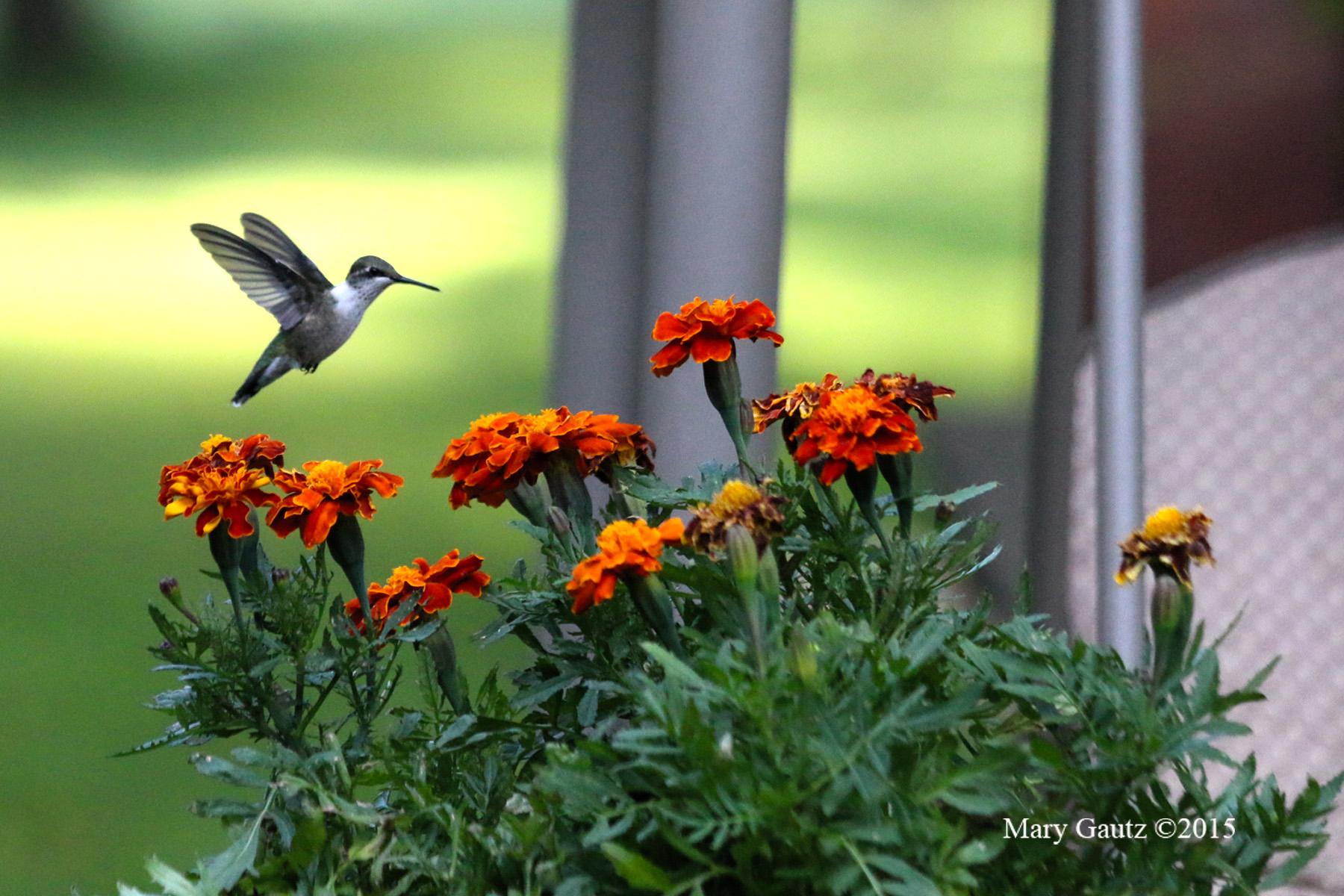 Humming bird loving these flowers.