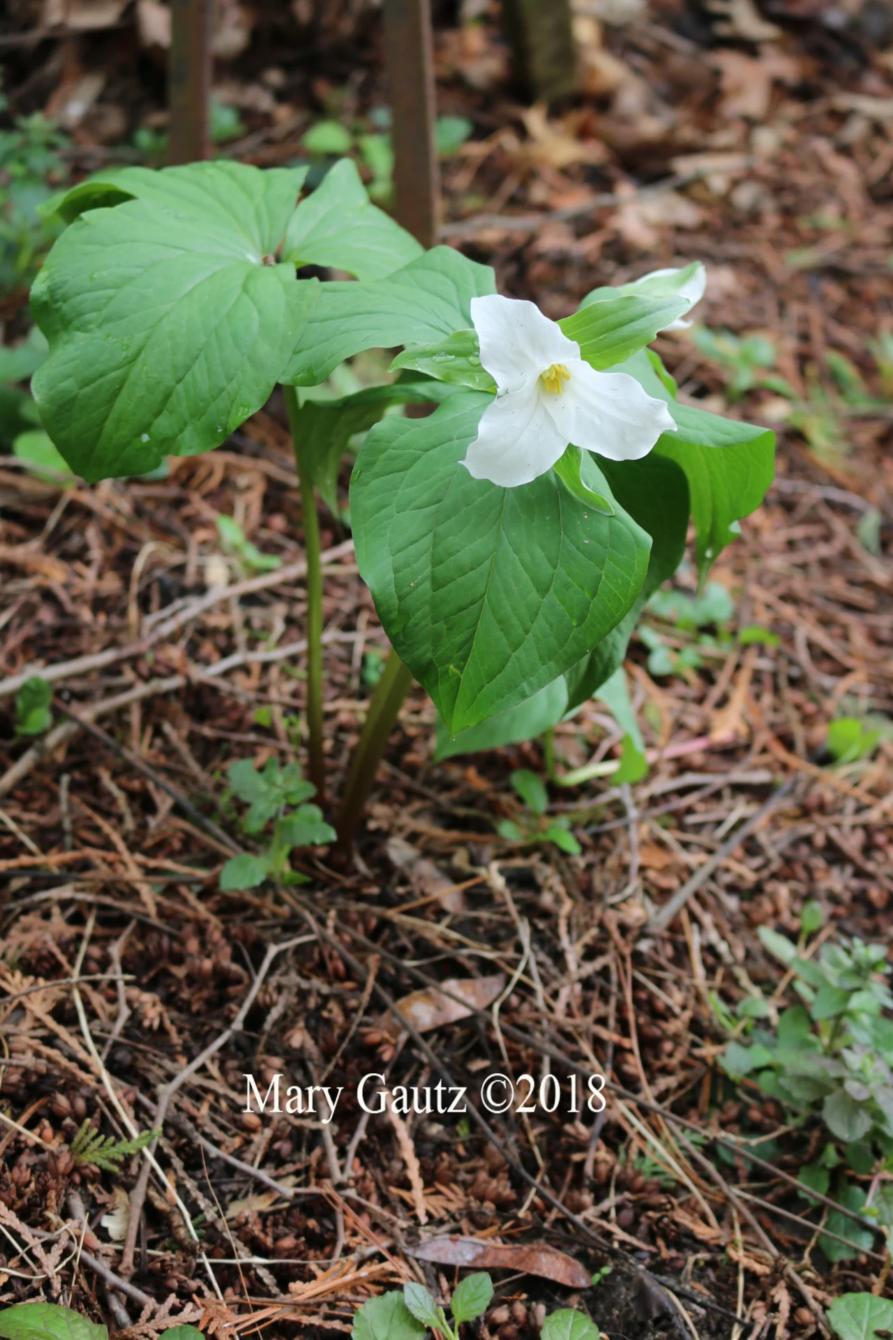 One of myTrilliums