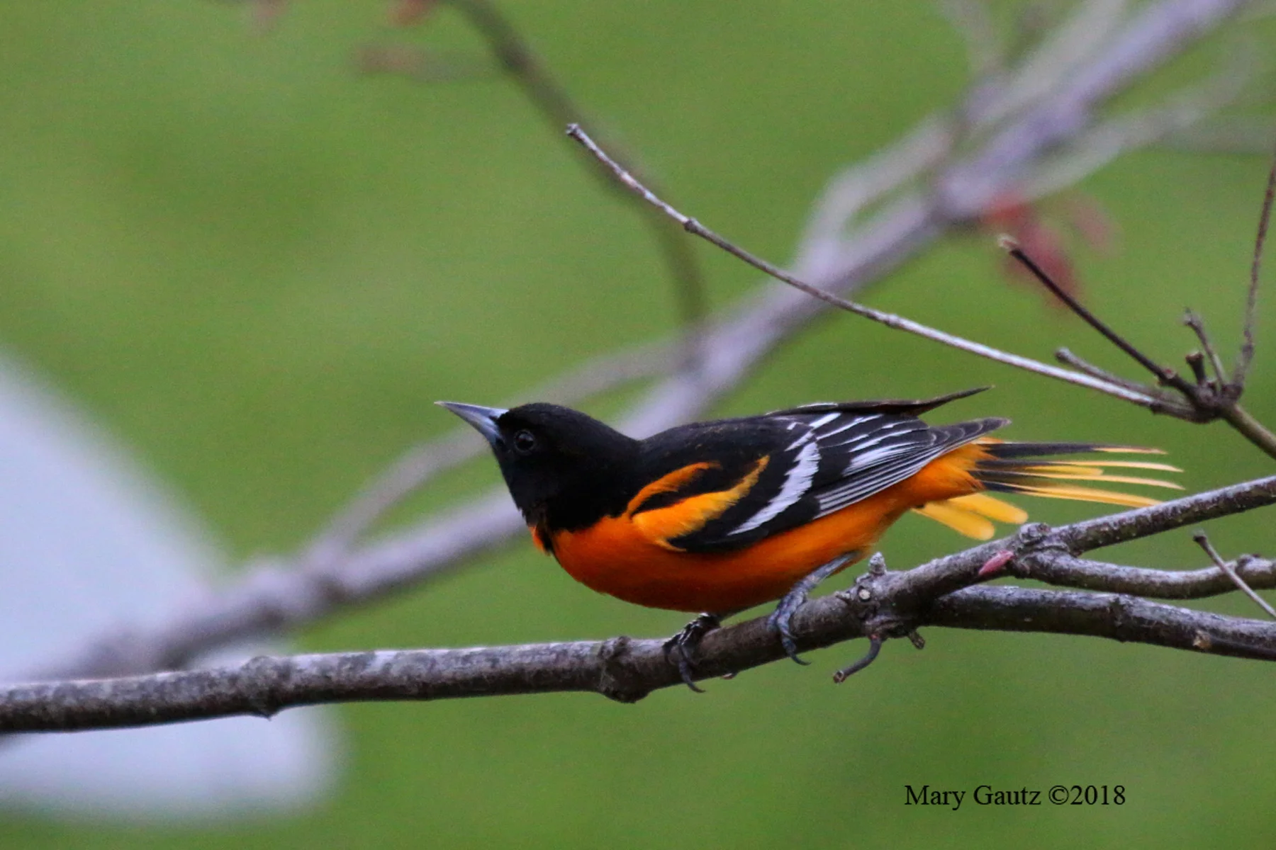 Baltimore Oriole
