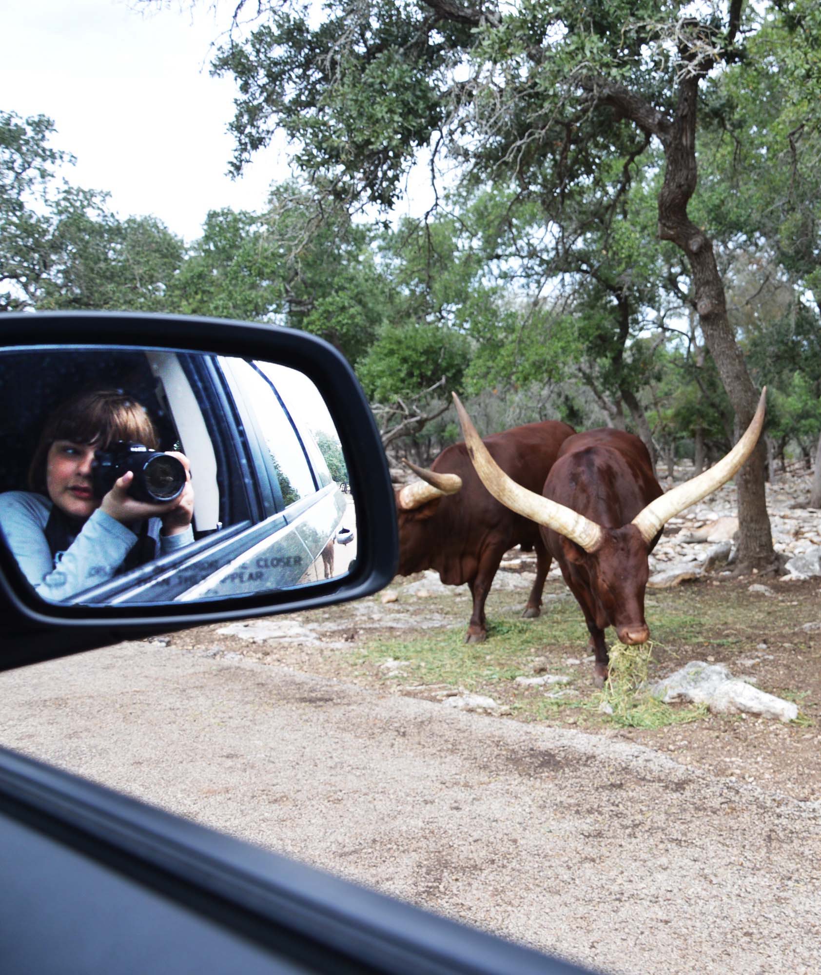 Texas safari.jpg