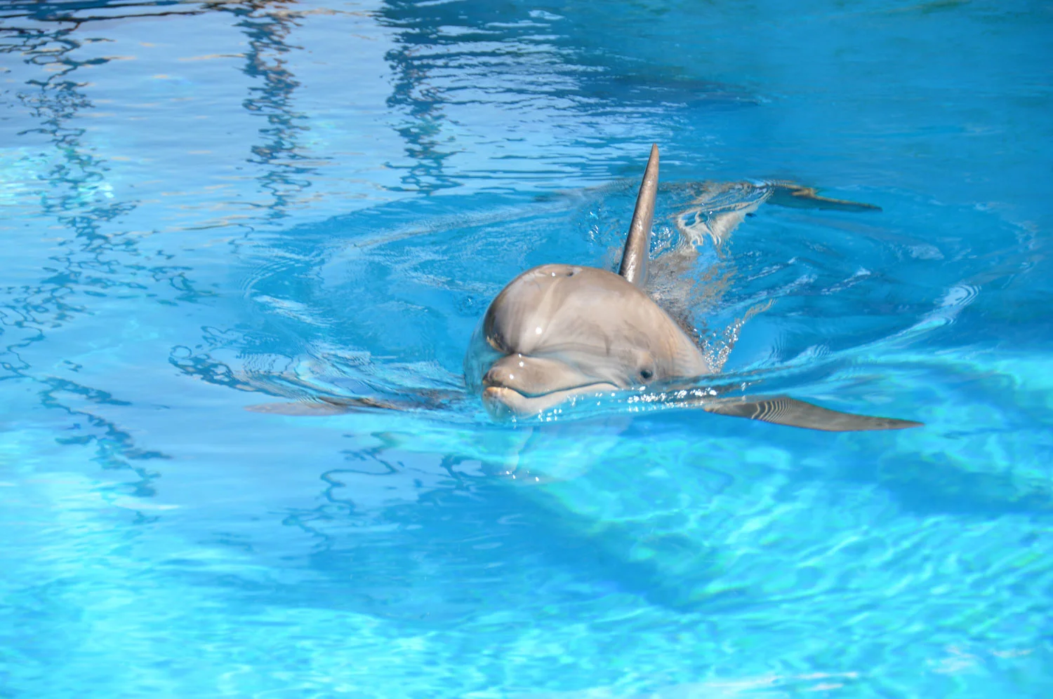 bottlenosed-dolphin.jpg
