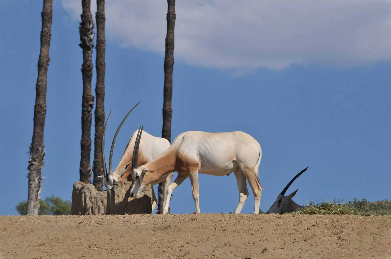 Scimitar-Horned-Oryx-lr.jpg
