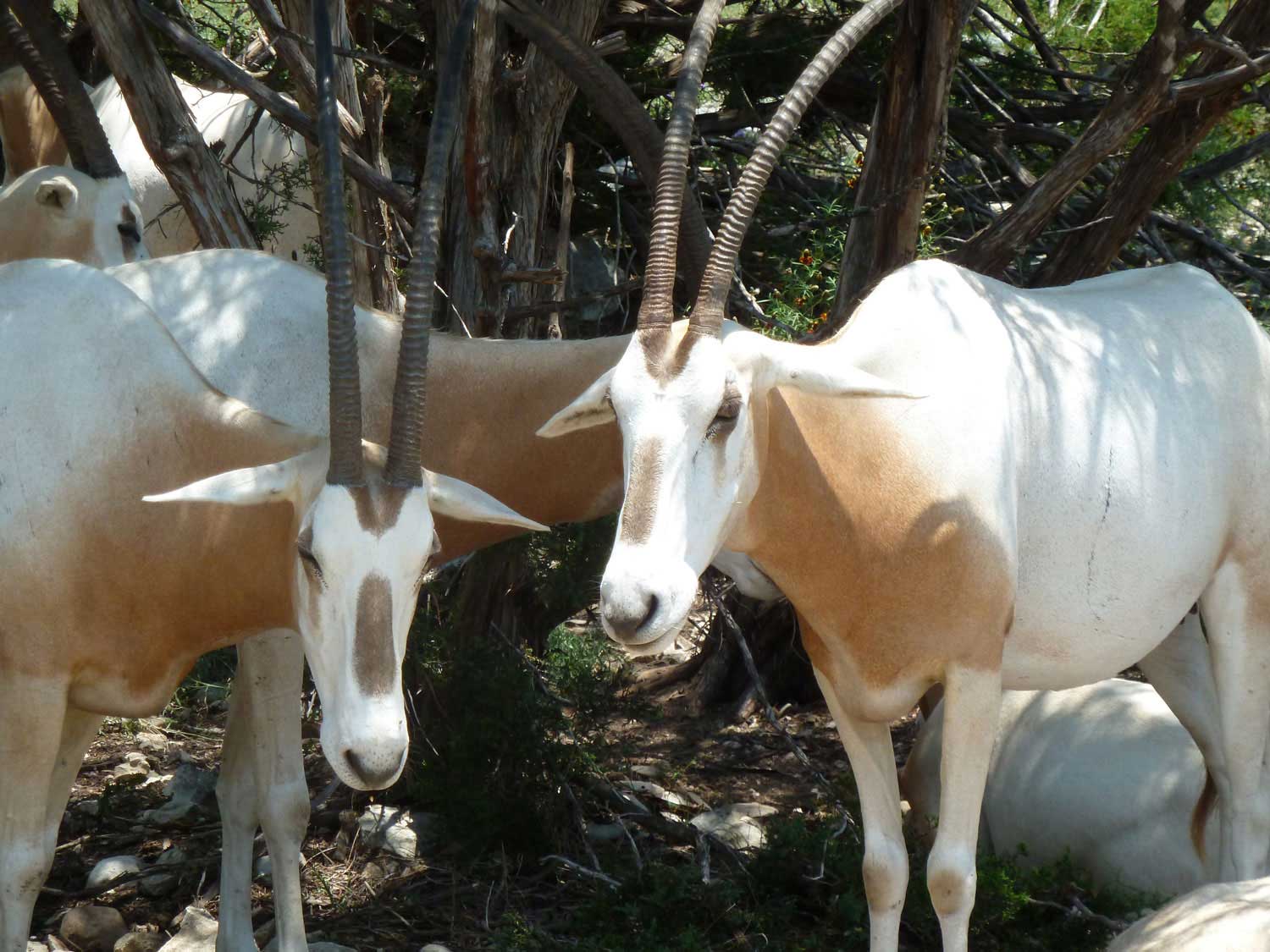 Scimitar-Horned-Oryx5lr.jpg