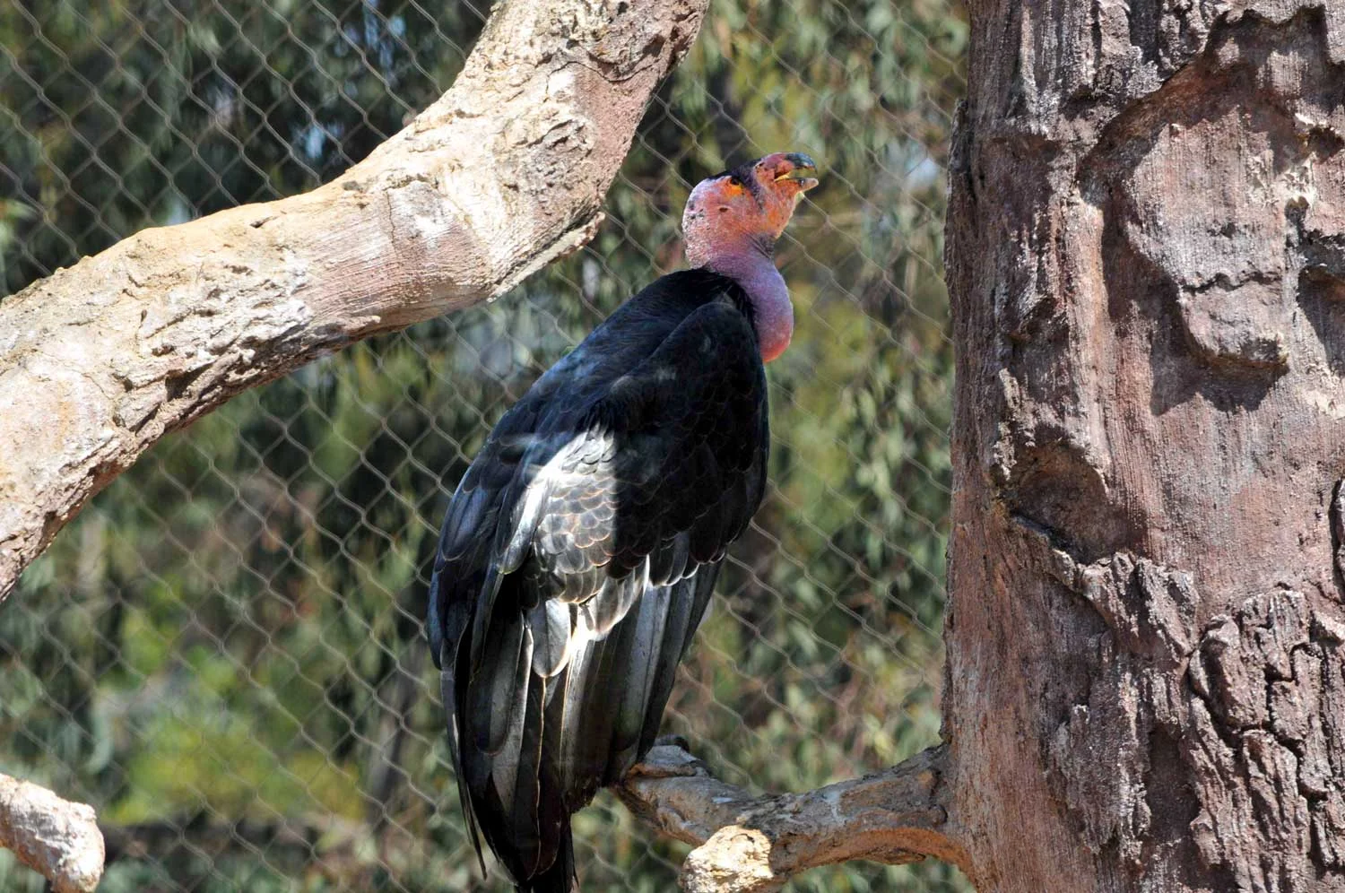 CaliforniaCondor-lr.jpg
