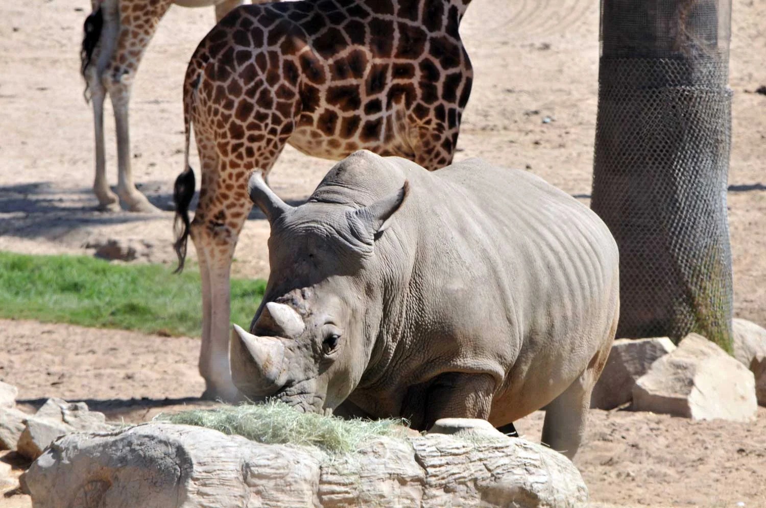 Northern-White-Rhino2-lr.jpg