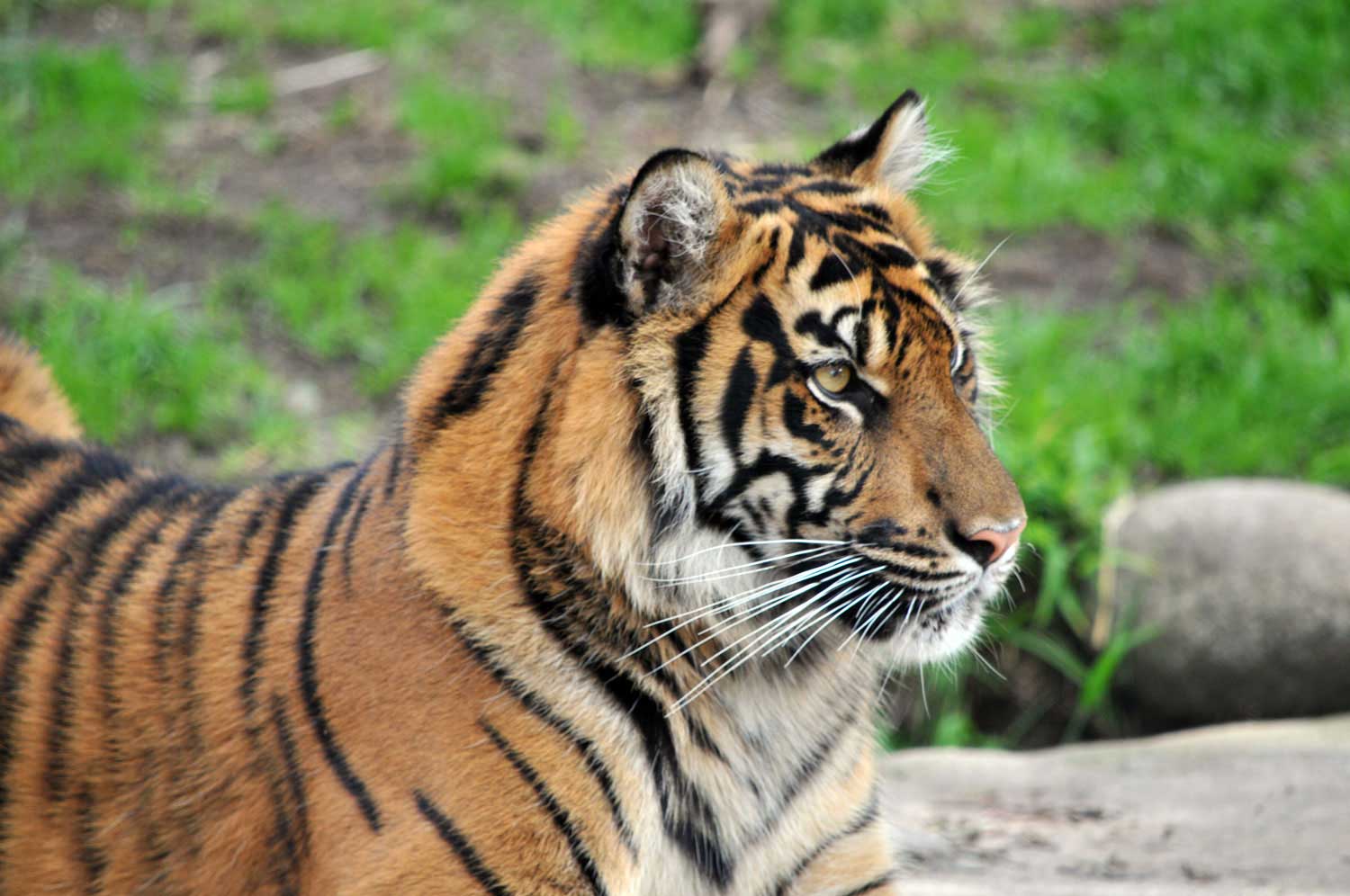 Sumatran-tiger6.jpg