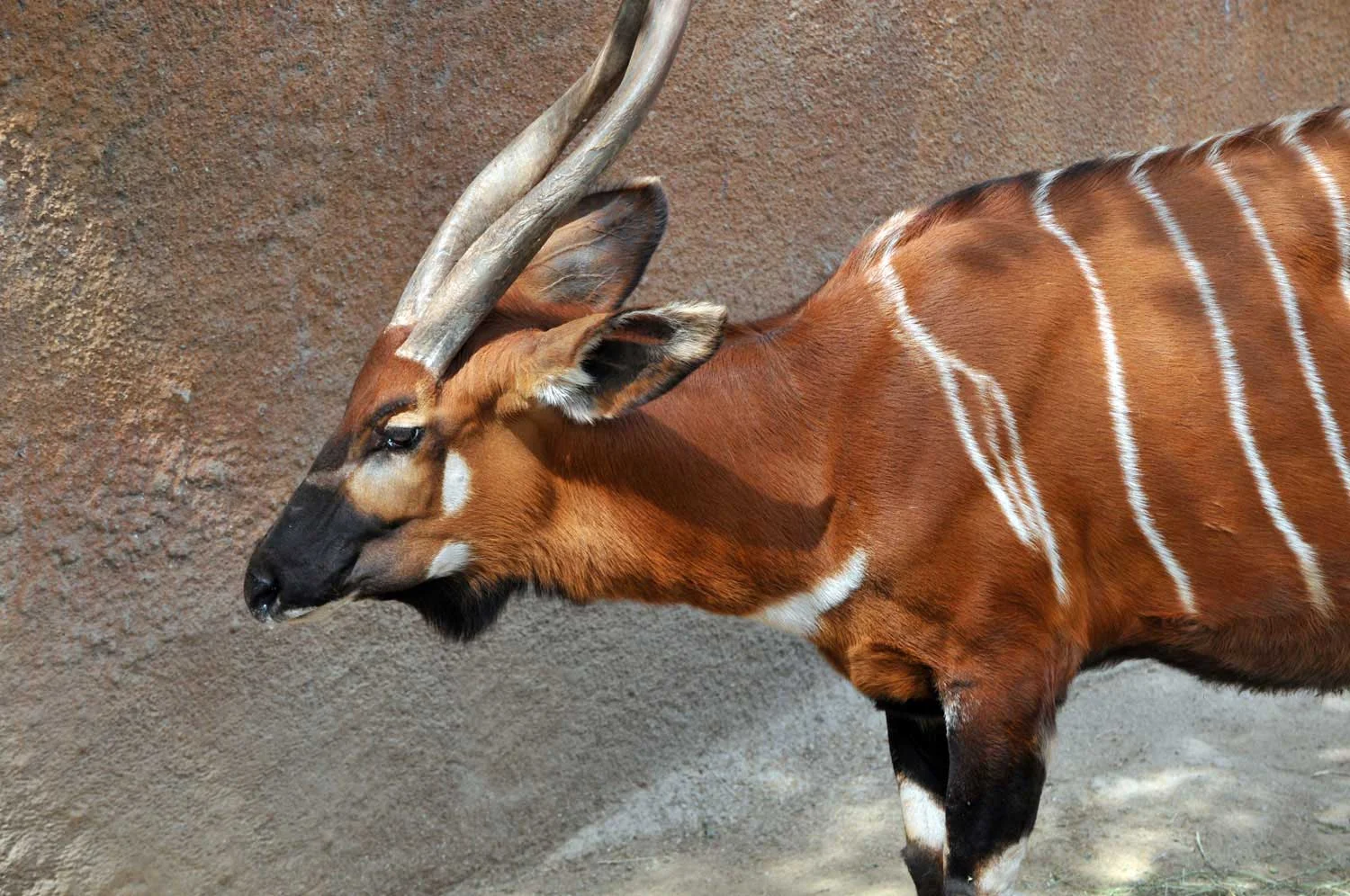 Western-lowland-bongo.jpg
