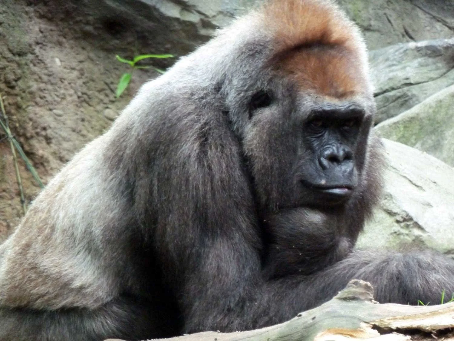 Western-lowland-gorilla.jpg