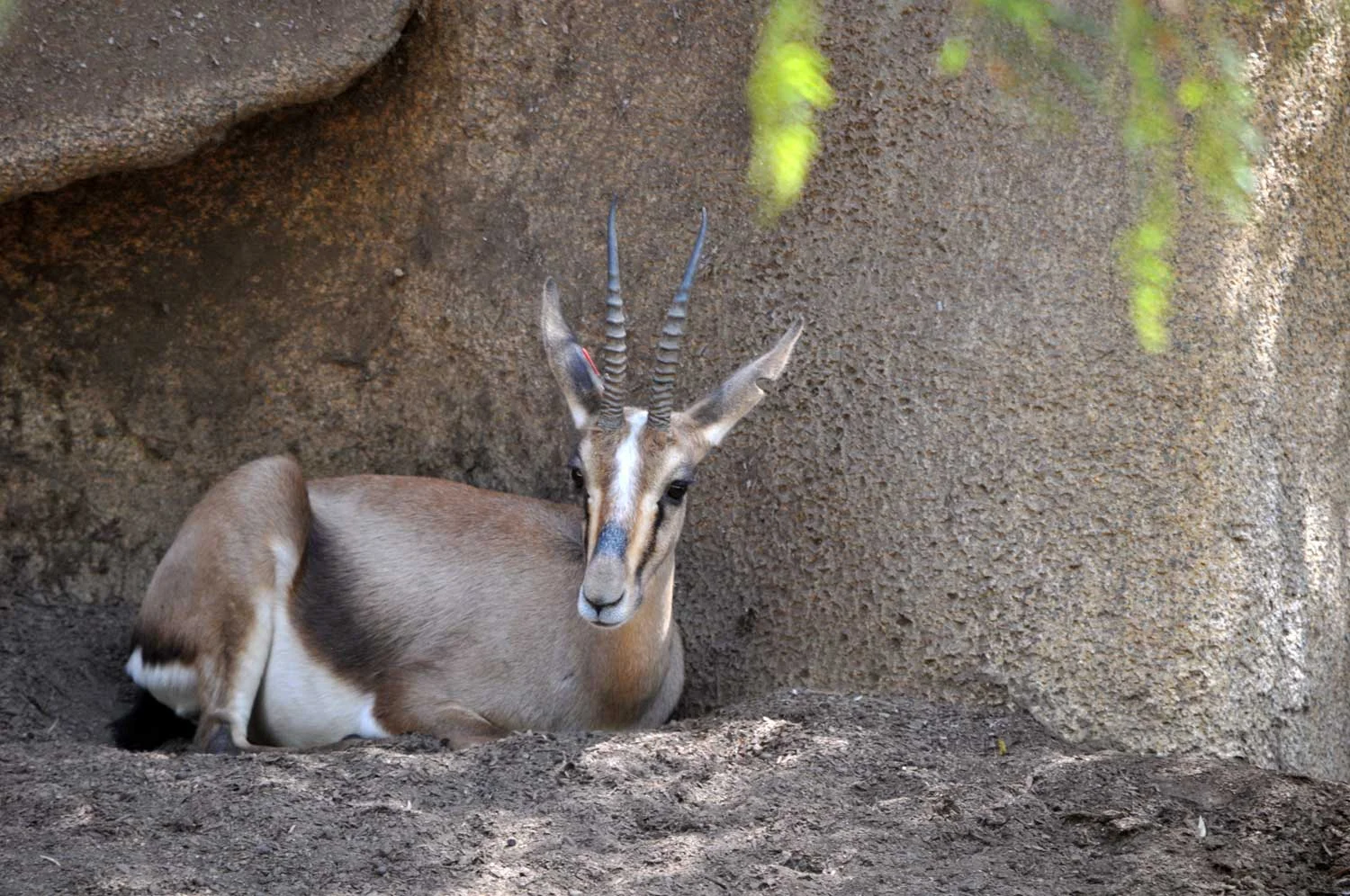 Cuvier'sGazelle4.jpg