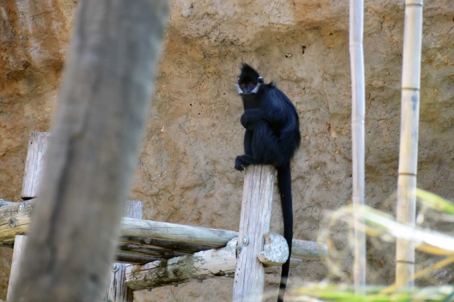 François'-langur.jpg