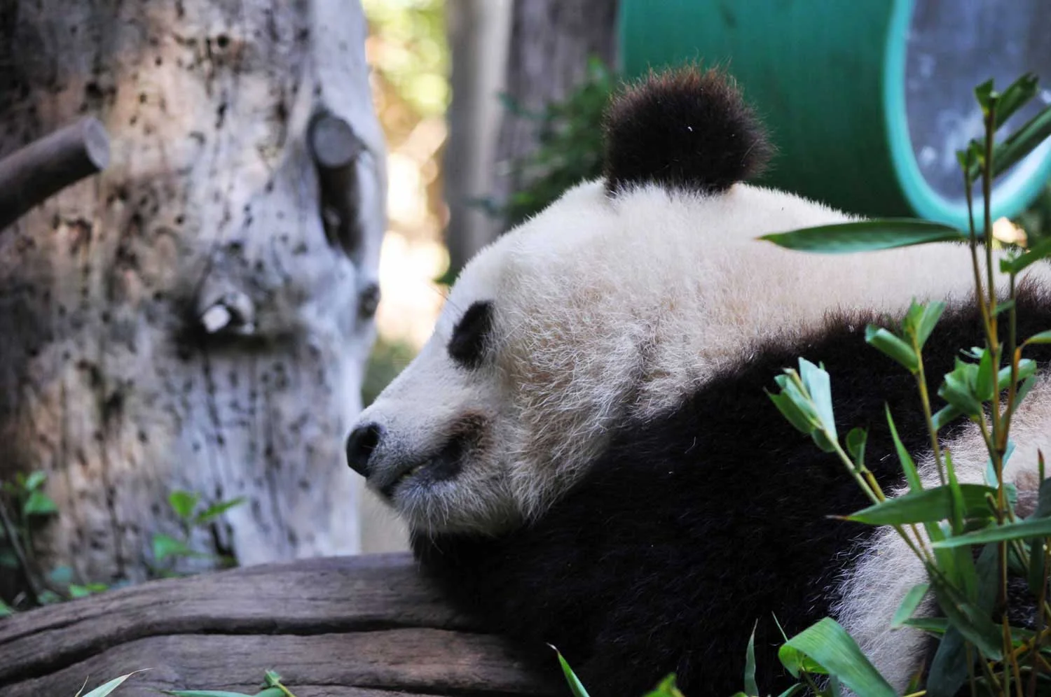 Giant-panda-lr.jpg