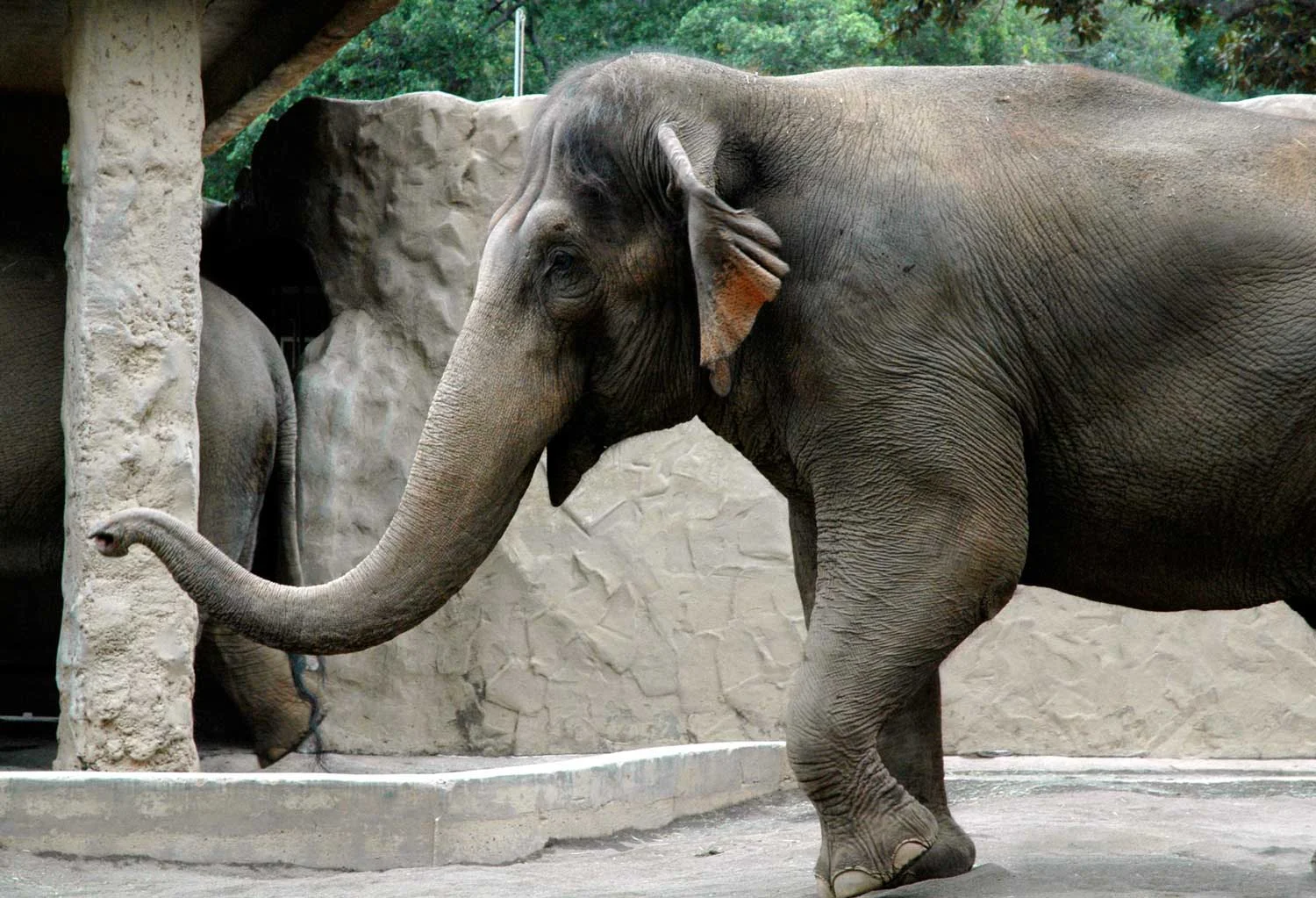 Indian-Elephant1.jpg