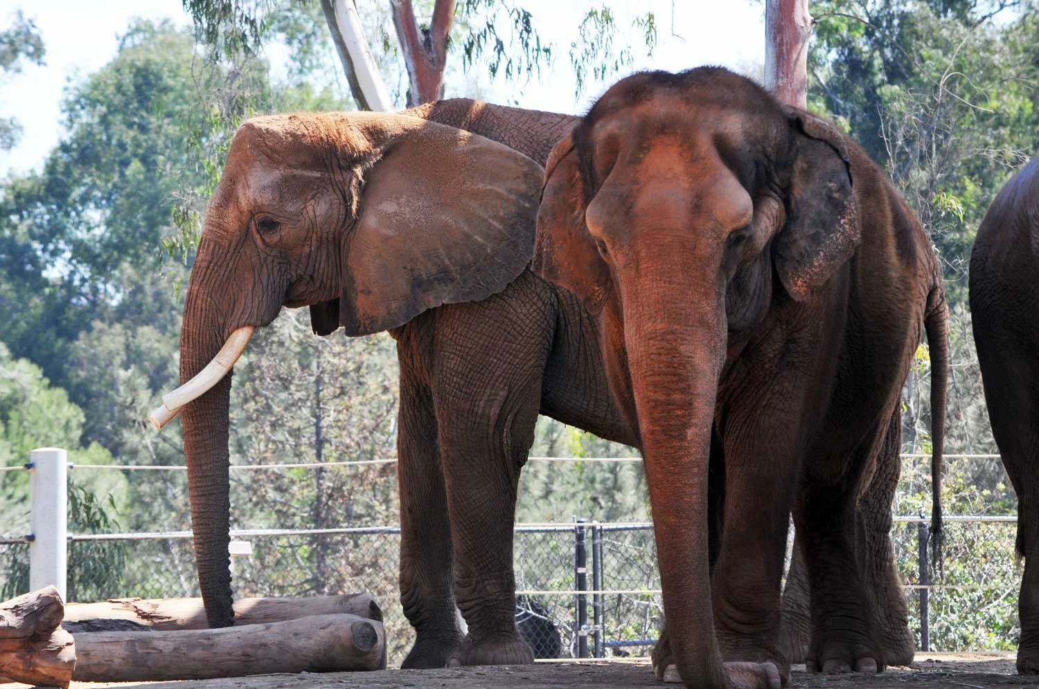 Indian&AfricanElephant4.jpg