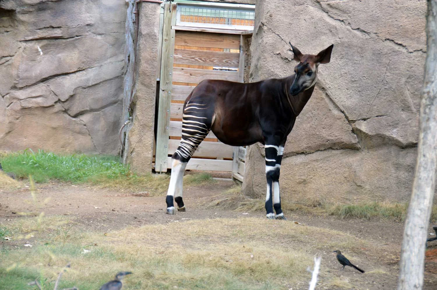 Okapi.jpg