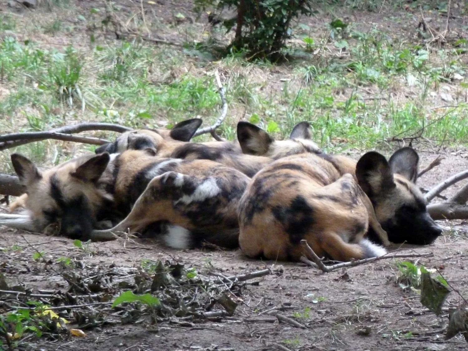 Wild-Dogs.jpg
