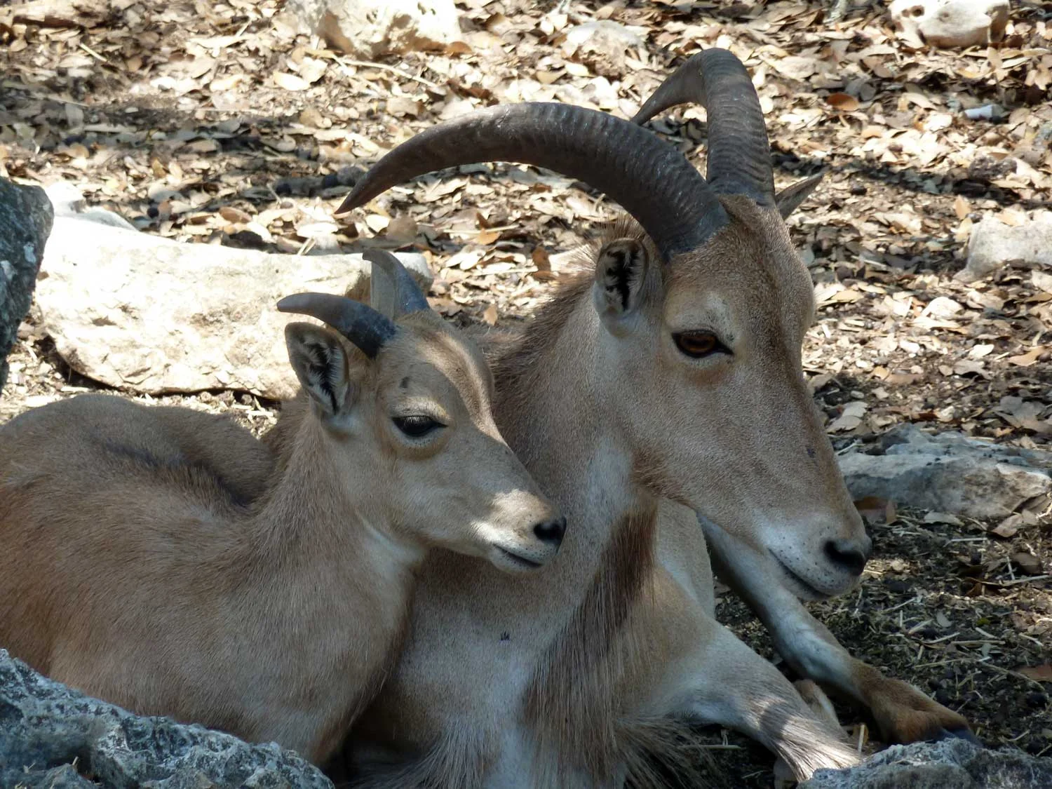 Aoudad1.jpg