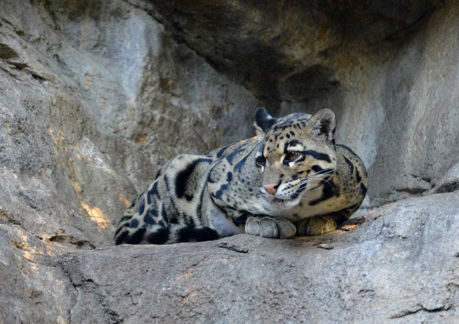 Clouded-Leopard.jpg