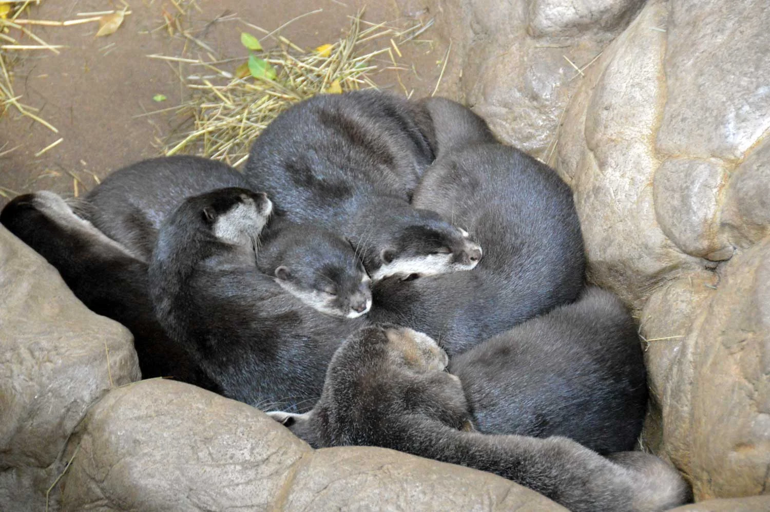 Asian-small-clawed-otter.jpg