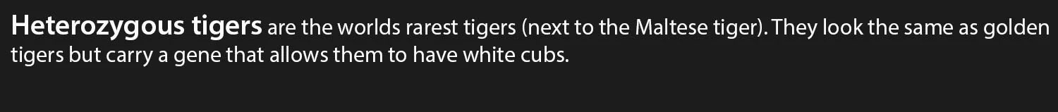 Heterozygous-tigers.jpg