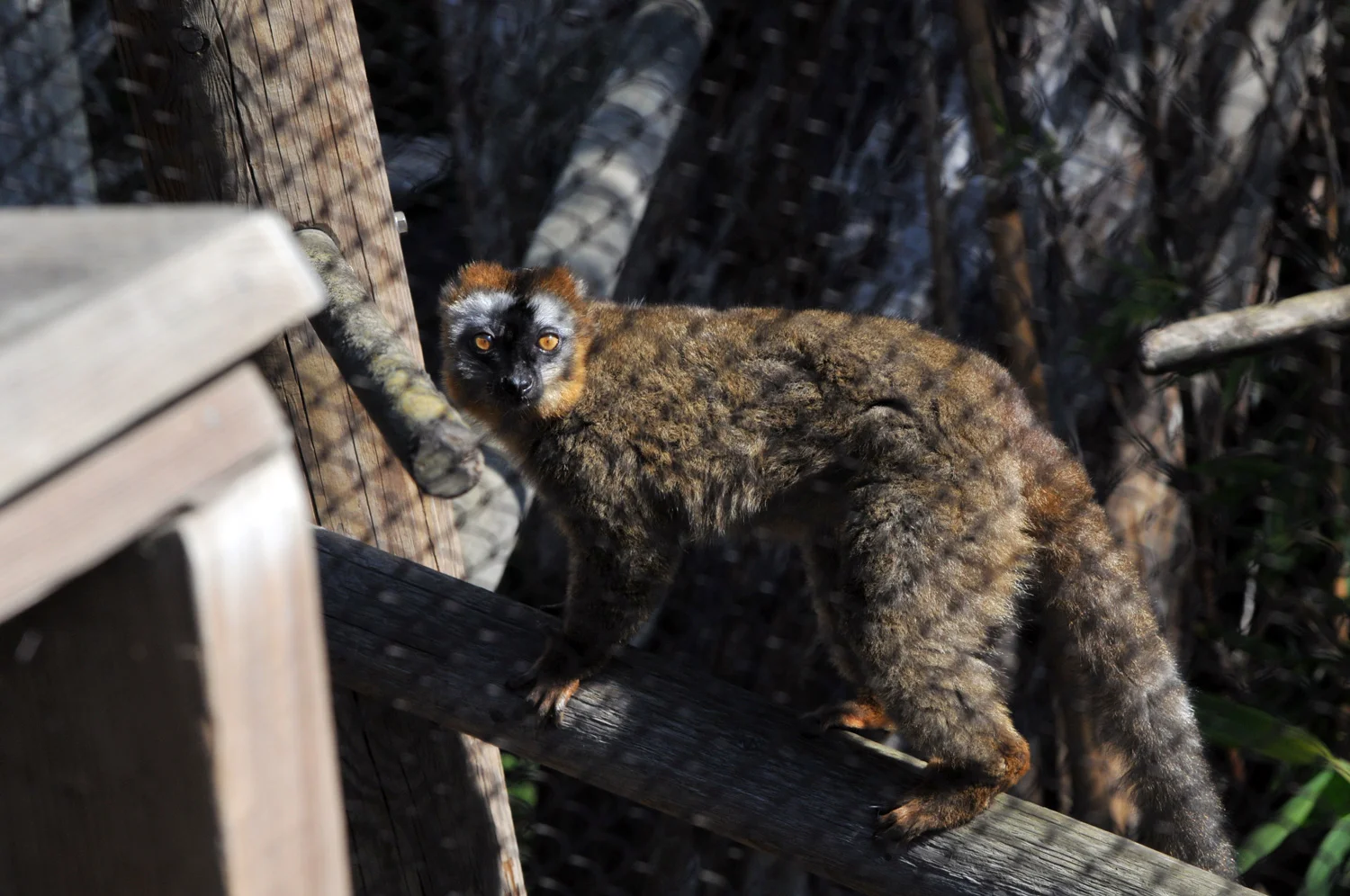Red-fronted-Brown-lemur.jpg
