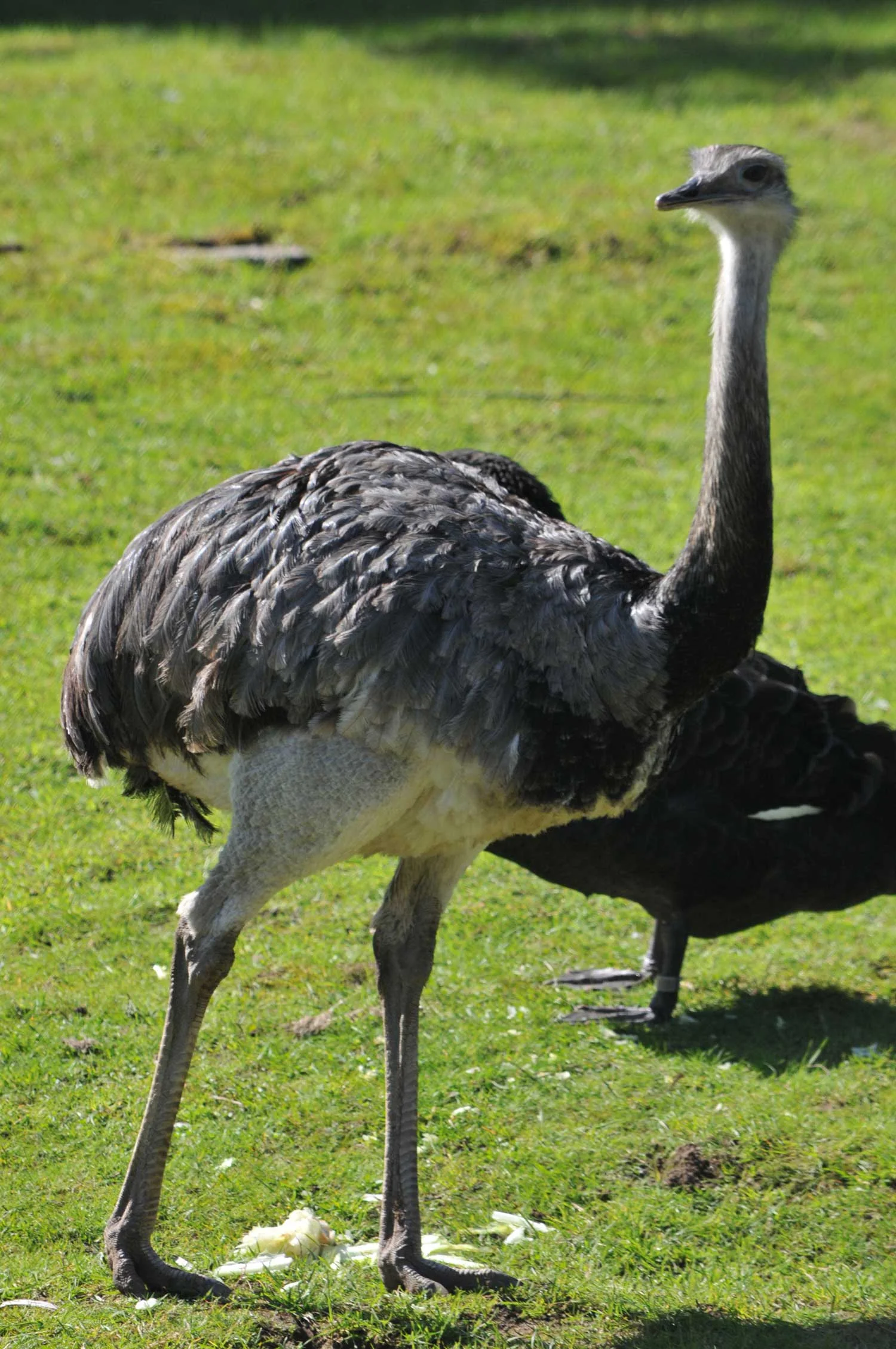 Darwin's-Rhea.jpg