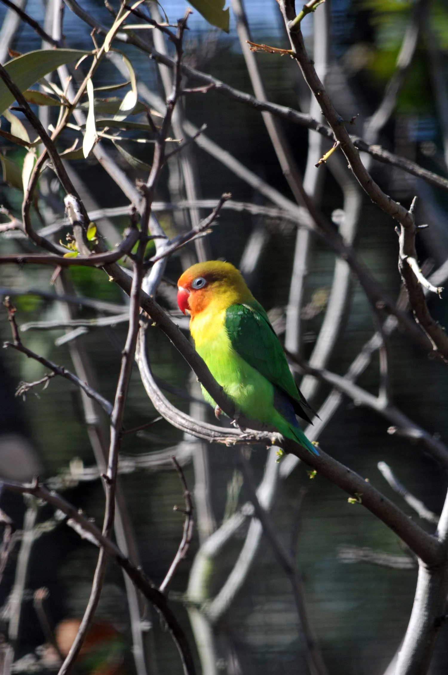Fischer's-Lovebird.jpg