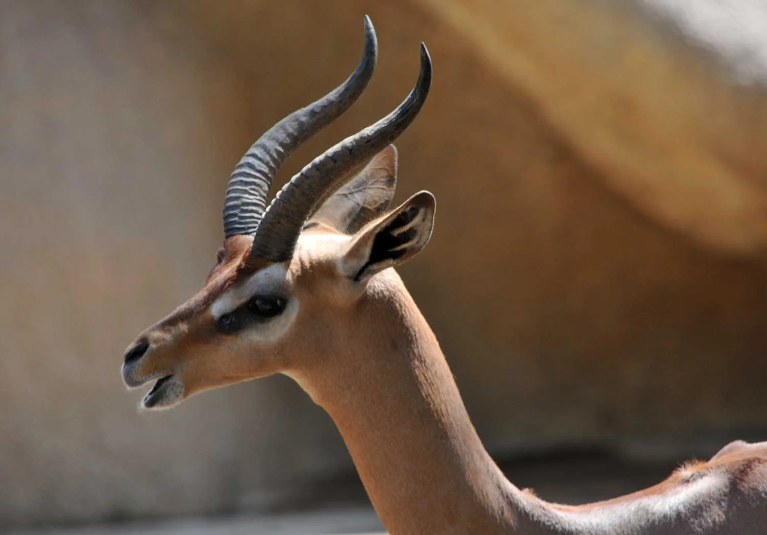 Southern-Gerenuk3.jpg
