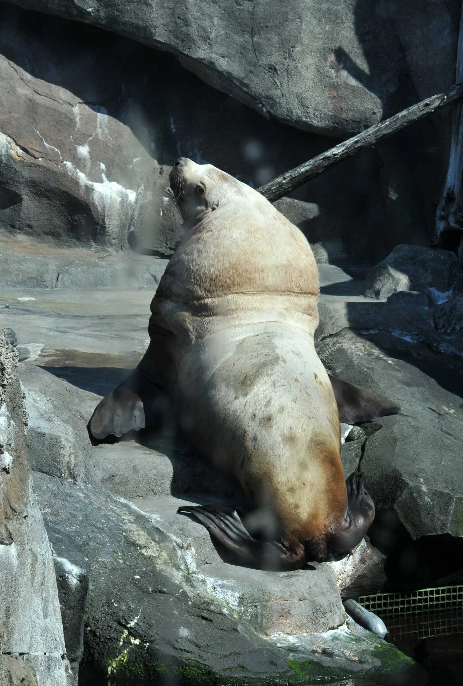 Stellar's-Sea-Lion.jpg
