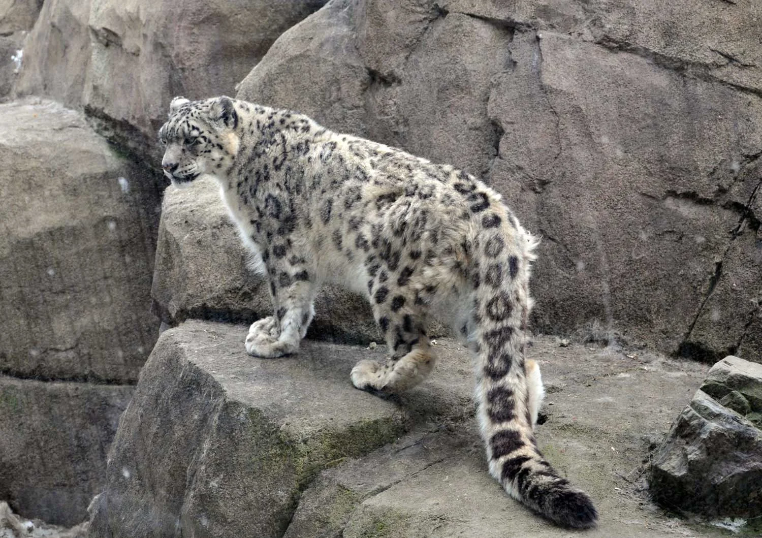 snow-leopard.jpg