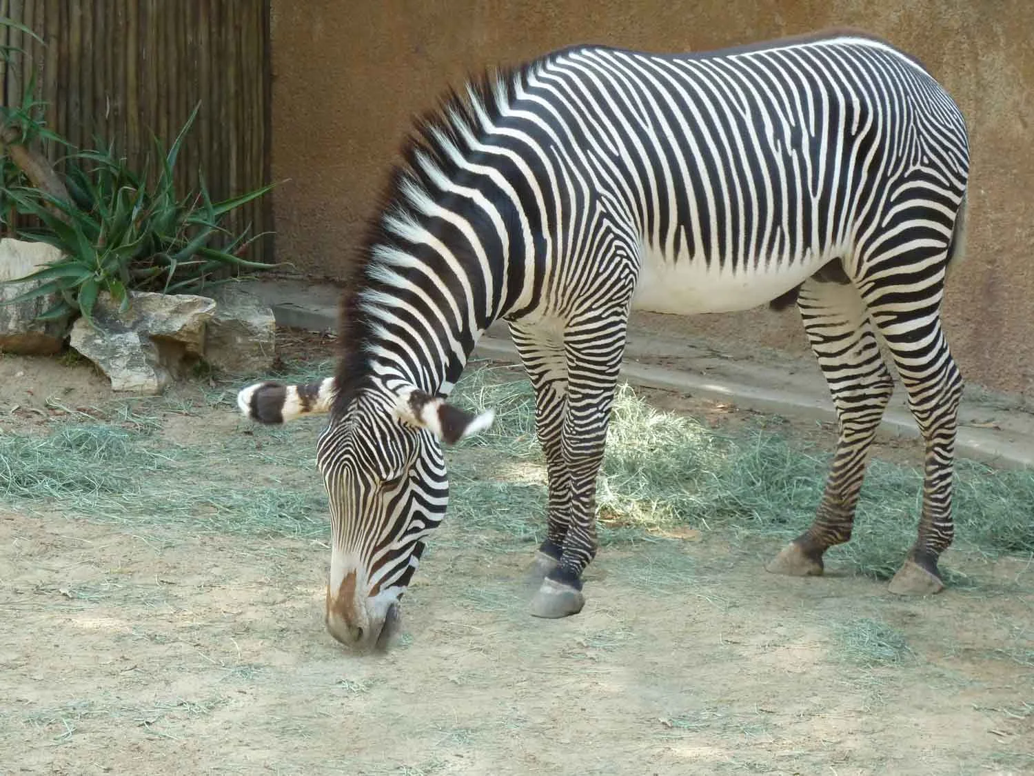 Grevy's-Zebra.jpg