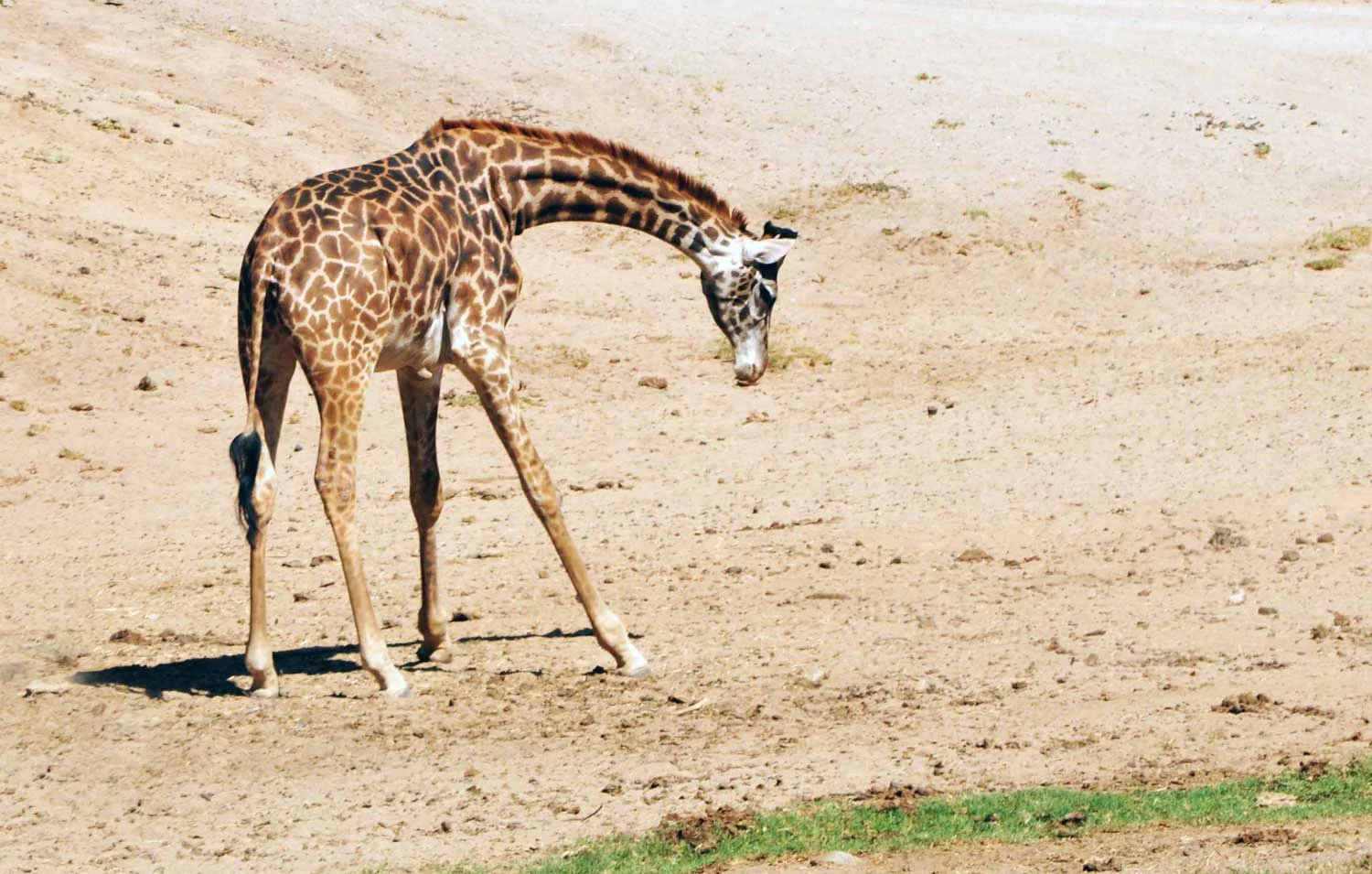 Rothchild's-Giraffe1-lr.jpg