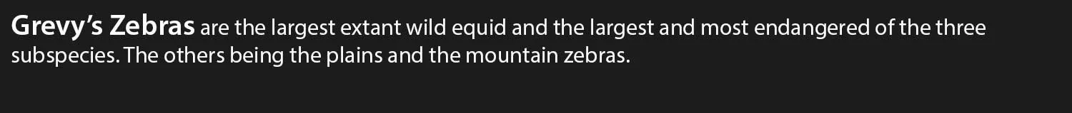 Grevy's-Zebras.jpg